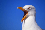 seagull